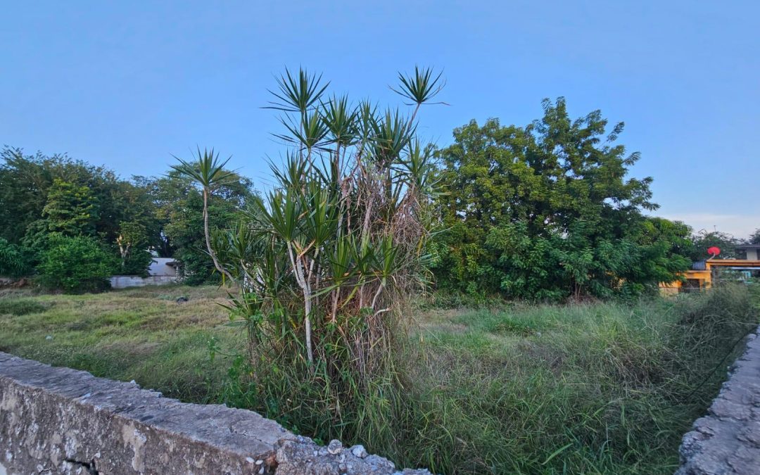 TERRENO EN RENTA EN ALTAMIRA – 1,125 m²